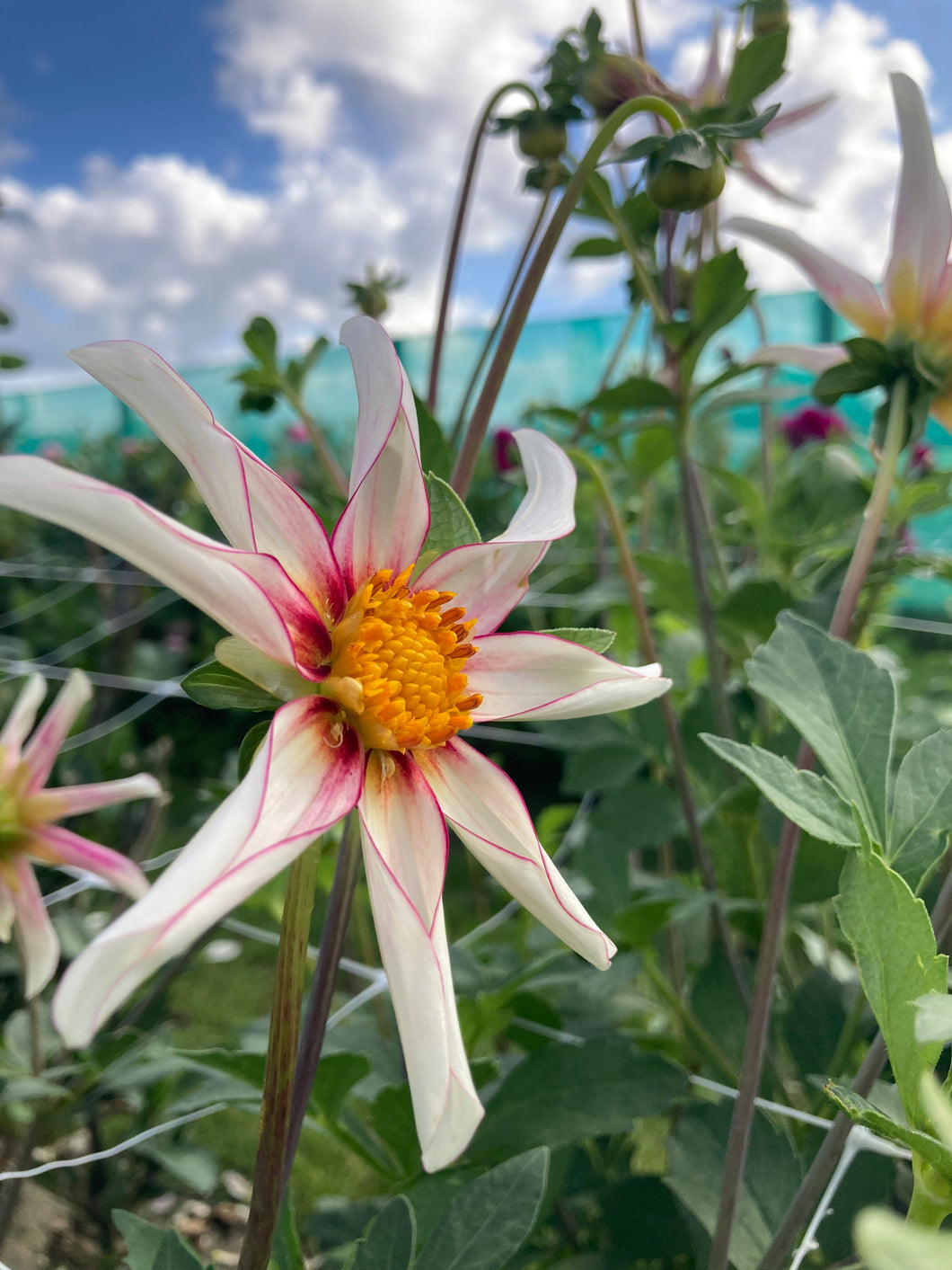 2 tubers of star Dahlia (Honka Fragile) Includes Postage