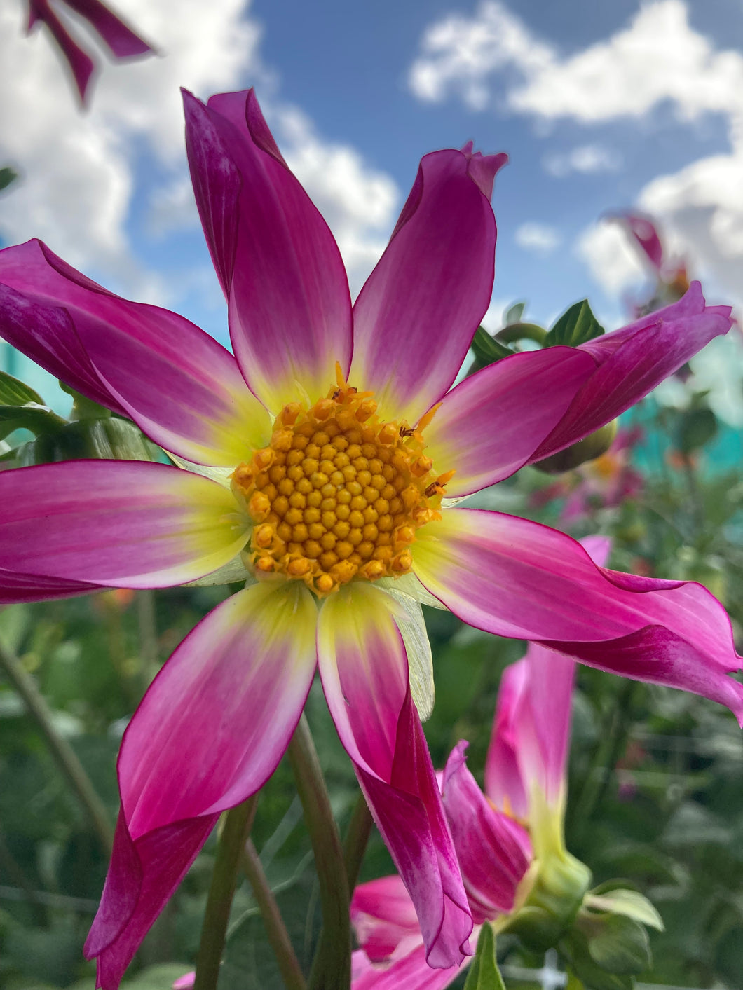 1 tuber of star Dahlia (Honka Pink) Includes Postage