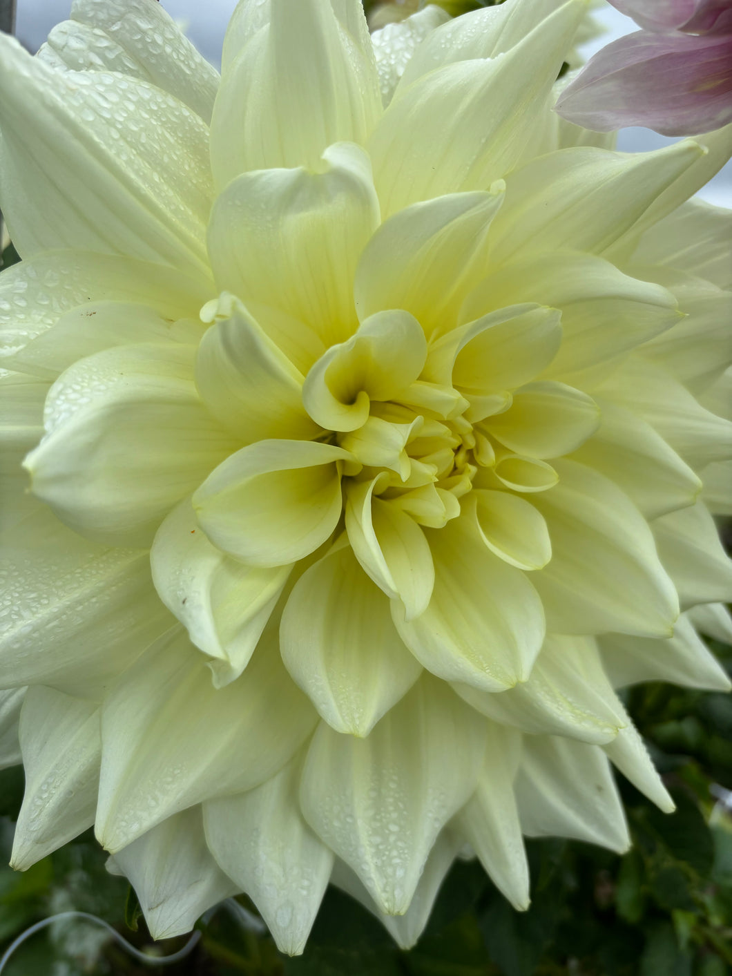 2 tubers of dinner-plate Dahlias (Ice Breaker) Includes Postage