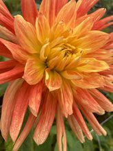 Load image into Gallery viewer, 5 tubers of orange giant-flowered Dahlia (Life Force) Includes Postage
