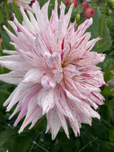 Load image into Gallery viewer, 2 tubers of semi-cactus Dahlia (Mick&#39;s Peppermint) Includes Postage
