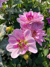 Load image into Gallery viewer, 2 tubers of pink/white large-flowered Dahlia (Mikayla Miranda) Includes Postage
