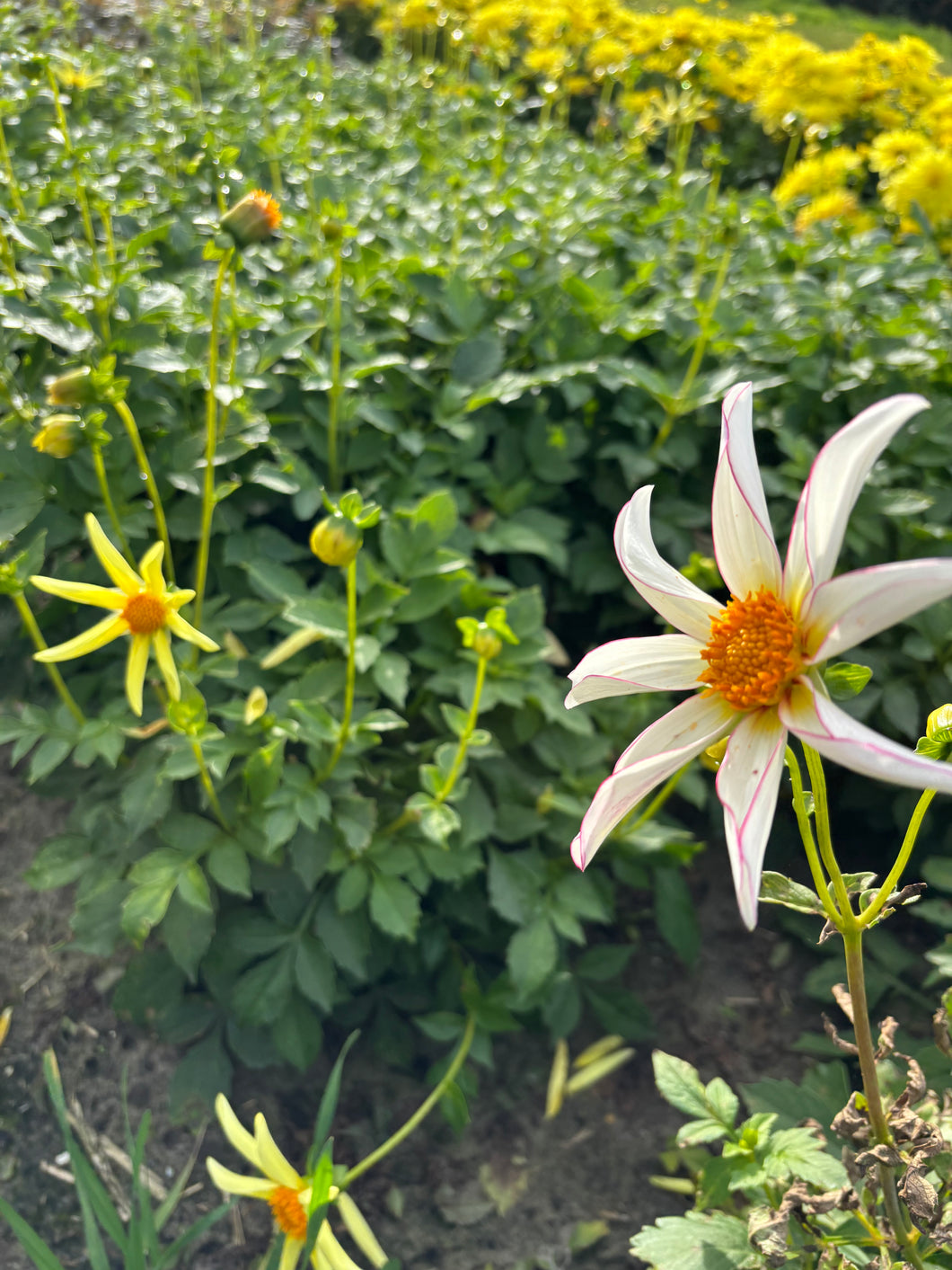 3 tubers of Mixed Star Dahlia (Honka Series) Includes Postage