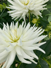 Load image into Gallery viewer, 2 tubers of semi-cactus Dahlia (Mount Tacoma) Includes Postage
