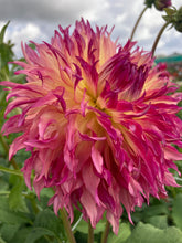 Load image into Gallery viewer, 2 tubers of semi-cactus Dahlia (Myrtle&#39;s Folly) Includes Postage
