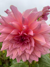 Load image into Gallery viewer, 2 tubers of pink dinner-plate Dahlias (Otto&#39;s Thrill) Includes Postage
