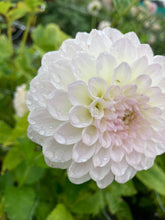 Load image into Gallery viewer, 1 tuber of ball Dahlia (Smoothy) Includes Postage
