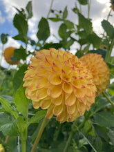 Load image into Gallery viewer, 1 tuber of ball Dahlia (Sunny Boy) Includes Postage
