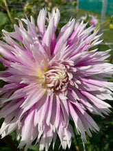 Load image into Gallery viewer, 2 tubers of purple/white semi-cactus Dahlia (Table Dancer) Includes Postage
