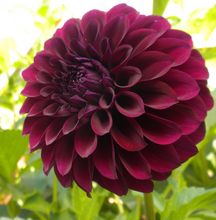 Load image into Gallery viewer, 5 tubers of small-flowered Dahlia (Black Destiny) Includes Postage
