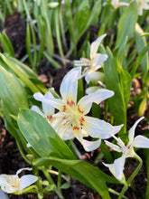 Load image into Gallery viewer, 5 bulbs of White Erythronium pagoda (Dog's tooth violet) Includes Postage
