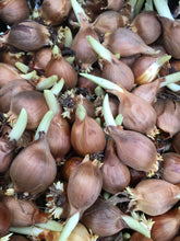 Load image into Gallery viewer, 5 bulbs of Dutch Iris (Valentine) Includes Postage
