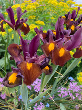 Load image into Gallery viewer, 15 bulbs of Dutch Iris (Red Ember) Includes Postage
