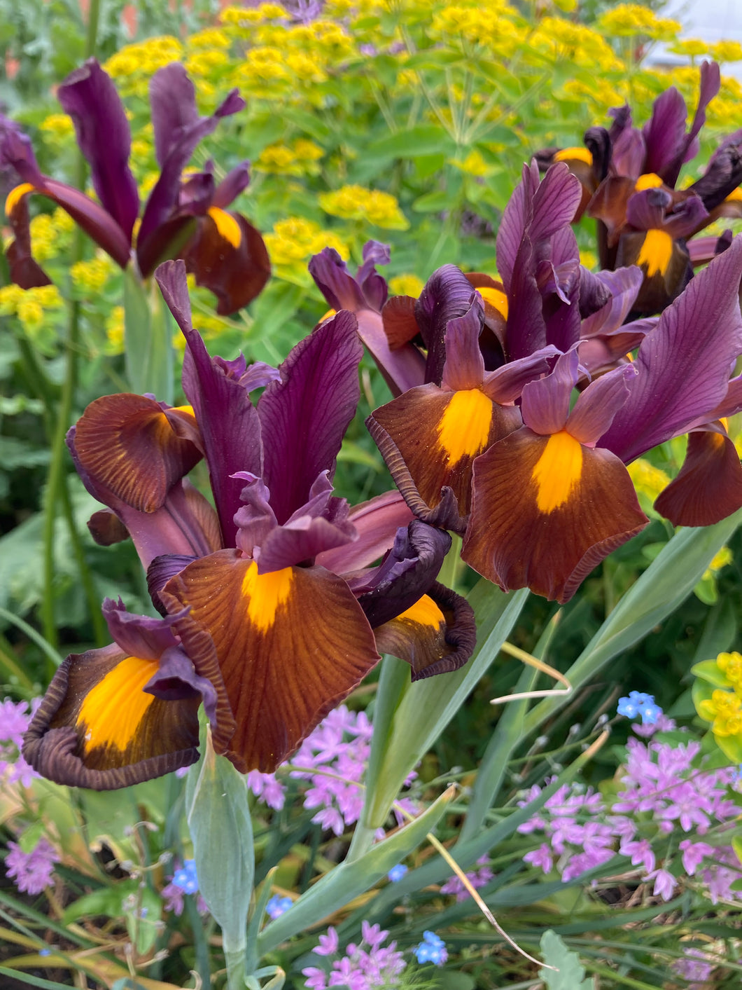 15 bulbs of Dutch Iris (Red Ember) Includes Postage