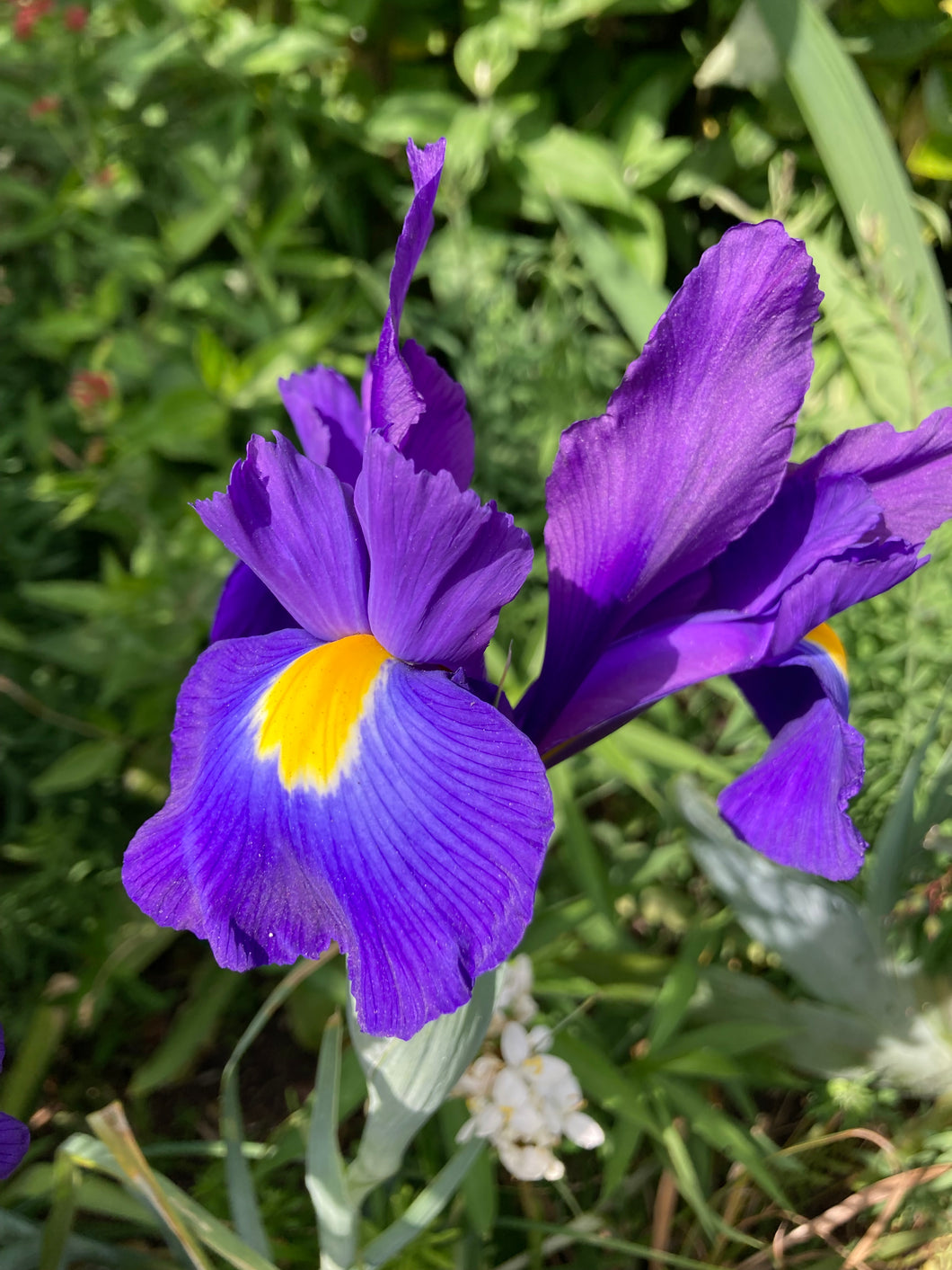 15 bulbs of Dutch Iris (Valentine) Includes Postage