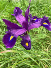 Load image into Gallery viewer, 15 bulbs of Dutch Iris (Discovery) Includes Postage
