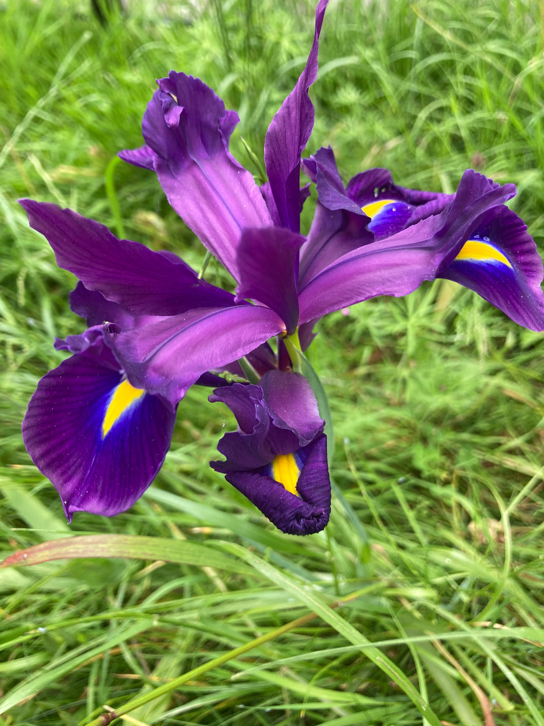 15 bulbs of Dutch Iris (Discovery) Includes Postage