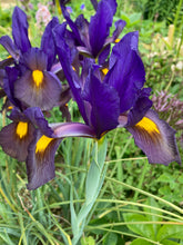 Load image into Gallery viewer, 20 bulbs of Dutch Iris (Eye of the Tiger) Includes Postage
