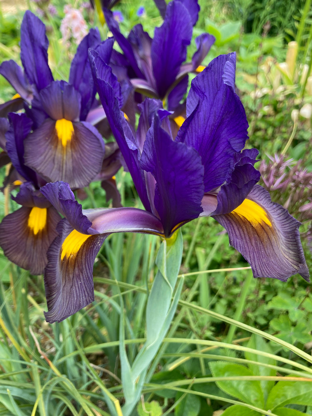 20 bulbs of Dutch Iris (Eye of the Tiger) Includes Postage