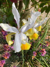 Load image into Gallery viewer, 10 bulbs of Dutch Iris (Montecito) Includes Postage
