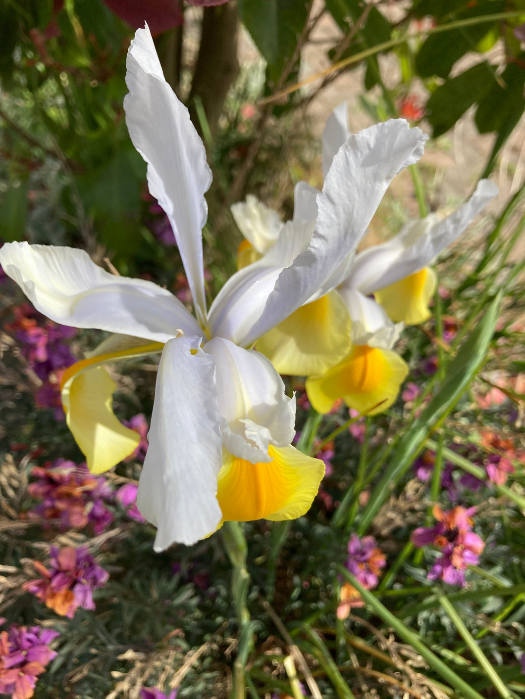 10 bulbs of Dutch Iris (Montecito) Includes Postage