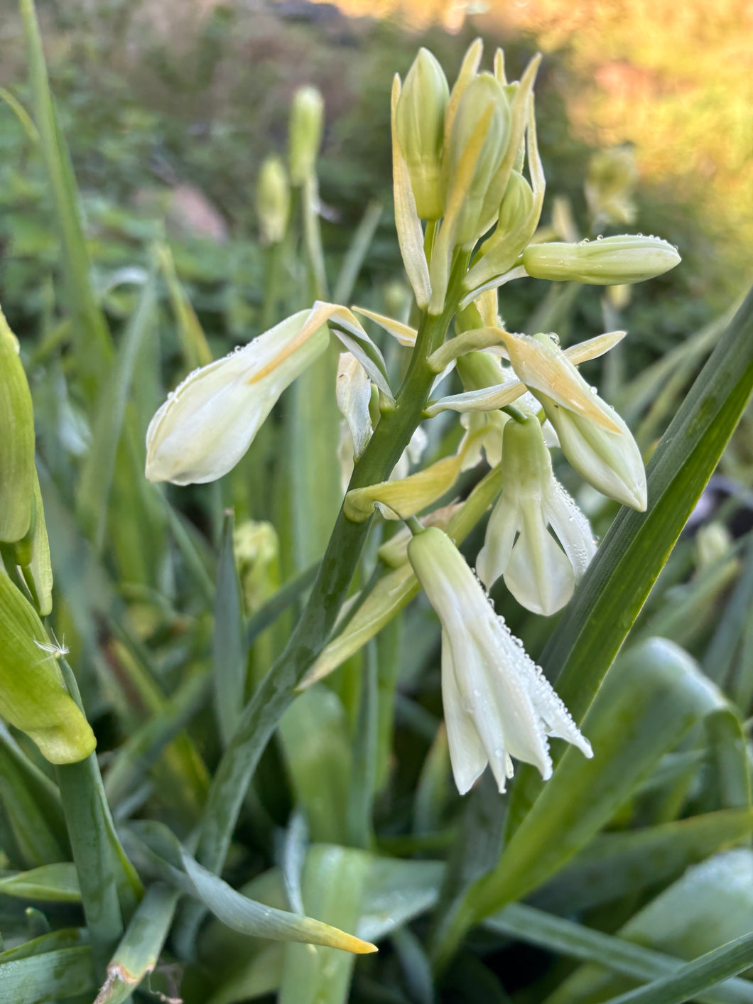 3 bulbs of Galtonia candicians (Spire Lily/Summer Hyacinth) Includes Postage