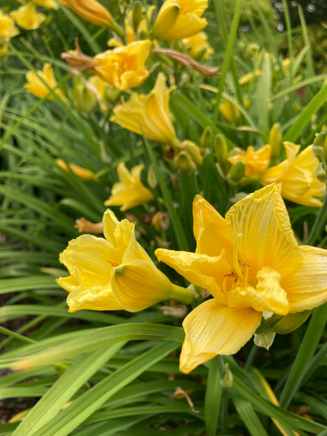 2 roots of Yellow Hemerocallis/Daylily (Happy Returns) Includes Postage