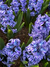 Load image into Gallery viewer, 10 bulbs of Hyacinth (Aqua) Includes Postage
