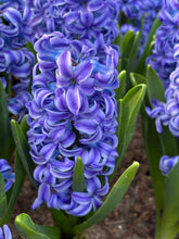 Load image into Gallery viewer, 30 bulbs of Hyacinth (Aqua) Includes Postage

