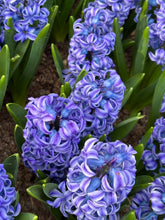 Load image into Gallery viewer, 30 bulbs of Hyacinth (Aqua) Includes Postage
