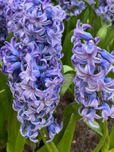 Load image into Gallery viewer, 30 bulbs of Hyacinth orientalis (Delft Blue) Includes Postage
