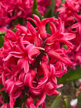 Load image into Gallery viewer, 30 bulbs of Hyacinth (Red Glory) Includes Postage
