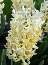Load image into Gallery viewer, 10 bulbs of Hyacinth (Yellowstone) Includes Postage
