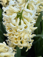 Load image into Gallery viewer, 30 bulbs of Hyacinth (Yellowstone) Includes Postage
