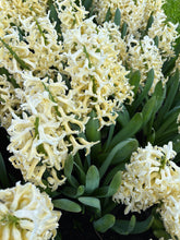 Load image into Gallery viewer, 30 bulbs of Hyacinth (Yellowstone) Includes Postage
