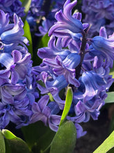 Load image into Gallery viewer, 30 bulbs of Hyacinth (Blue Star) Includes Postage
