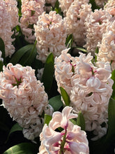 Load image into Gallery viewer, 3 bulbs of pink Hyacinth (China Pink) Includes Postage
