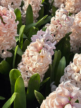 Load image into Gallery viewer, 3 bulbs of pink Hyacinth (China Pink) Includes Postage
