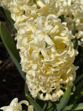 Load image into Gallery viewer, 20 bulbs of Hyacinth (Gipsy Princess) Includes Postage
