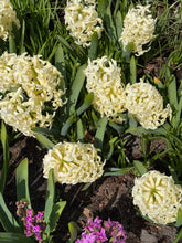 Load image into Gallery viewer, 20 bulbs of Hyacinth (Gipsy Princess) Includes Postage
