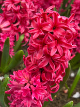 Load image into Gallery viewer, 50 bulbs of Hyacinth (Red Glory) Includes Postage
