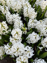 Load image into Gallery viewer, 50 bulbs of Hyacinth orientalis (White Pearl) Includes Postage
