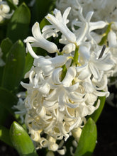 Load image into Gallery viewer, 50 bulbs of Hyacinth orientalis (White Pearl) Includes Postage
