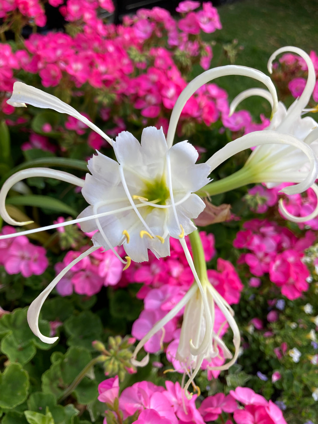 2 bulbs of white Spider Lily (Hymenocallis Festalis) Includes Postage