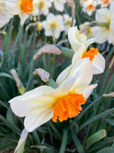 Load image into Gallery viewer, 10 bulbs of Daffodil (Barrett Browning) Includes Postage
