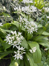 Load image into Gallery viewer, 2 bulbs of Allium ursinum (Wild Garlic) Includes Postage
