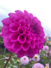Load image into Gallery viewer, 2 tubers of purple ball Dahlia (Cryfield Harmony) Includes Postage
