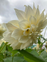 Load image into Gallery viewer, 2 tubers of pale pink giant-flowered Dahlia (Café Au Lait) Includes Postage
