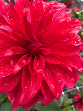 Load image into Gallery viewer, 2 tubers of large-flowered Dahlia (Red Labyrinth) Includes Postage
