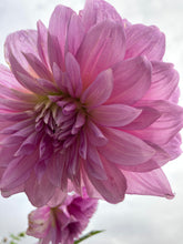 Load image into Gallery viewer, 1 tuber of giant decorative type Dahlia (Vassio Meggos) Includes Postage
